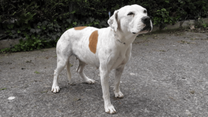 adopcion perros pamplona