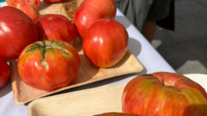 Fin de Semana del Tomate Feo de Tudela
