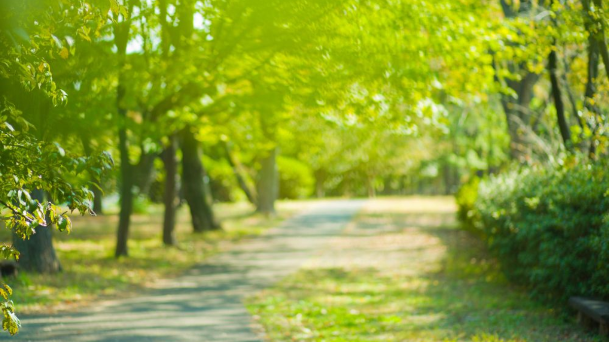 Pamplona ganará un nuevo bosque urbano esta primavera